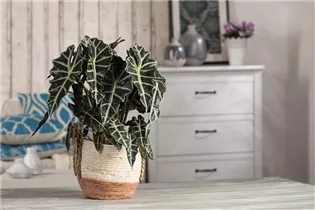 Alocasia x amazonica 'Polly' - Pfeilblatt 'Polly' Alocasia x amazonica 'Polly' - Pfeilblatt 'Polly'