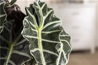 Alocasia x amazonica 'Polly' - Pfeilblatt 'Polly' Alocasia x amazonica 'Polly' - Pfeilblatt 'Polly'