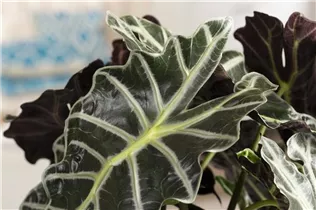 Alocasia x amazonica 'Polly' - Pfeilblatt 'Polly' Alocasia x amazonica 'Polly' - Pfeilblatt 'Polly'