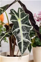 Alocasia x amazonica 'Polly' - Pfeilblatt 'Polly' Alocasia x amazonica 'Polly' - Pfeilblatt 'Polly'