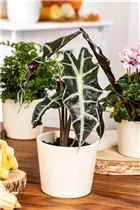 Alocasia x amazonica 'Polly' - Pfeilblatt 'Polly' Alocasia x amazonica 'Polly' - Pfeilblatt 'Polly'