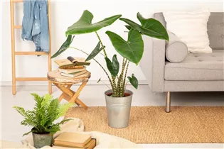 Alocasia zebrina - Pfeilblatt Alocasia zebrina - Pfeilblatt