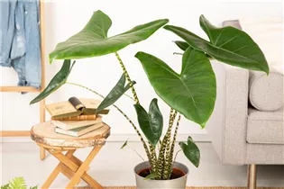 Alocasia zebrina - Pfeilblatt Alocasia zebrina - Pfeilblatt