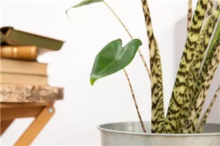 Alocasia zebrina - Pfeilblatt Alocasia zebrina - Pfeilblatt