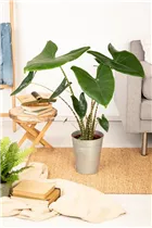 Alocasia zebrina - Pfeilblatt Alocasia zebrina - Pfeilblatt