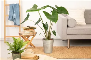 Alocasia zebrina - Pfeilblatt Alocasia zebrina - Pfeilblatt