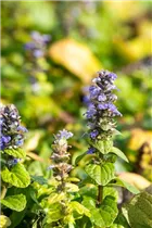 Ajuga reptans - Kriechender Günsel