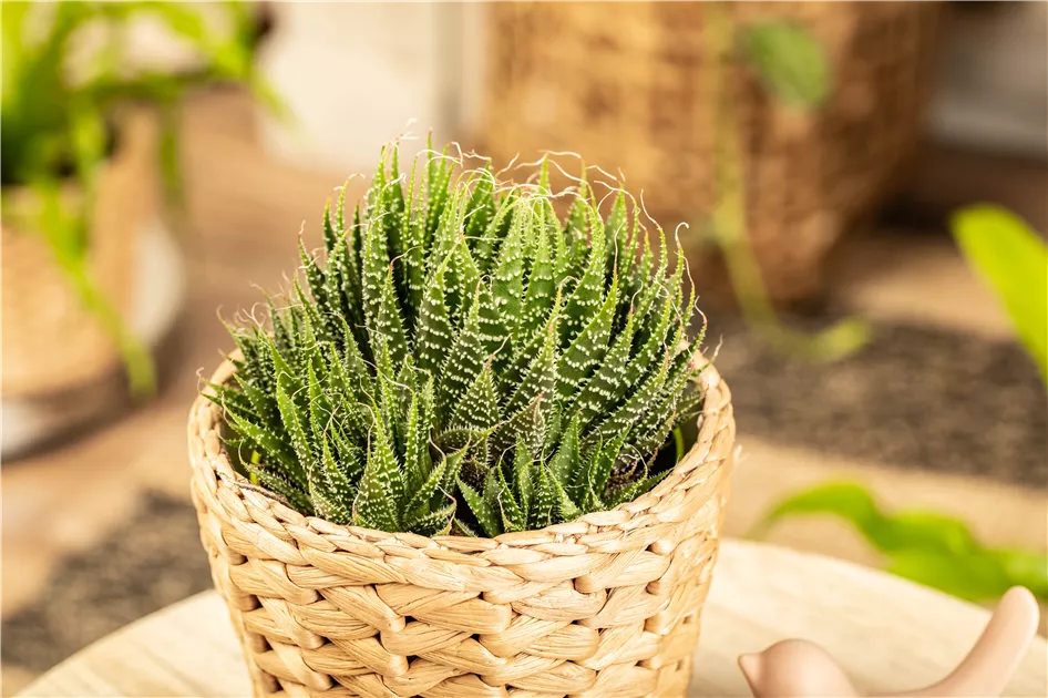 aloe vera gesichtsreinigung Feste Gesichtsreinigung mit Aloe Vera 50g || hautengel Kosmetik – Hautengel main image 0