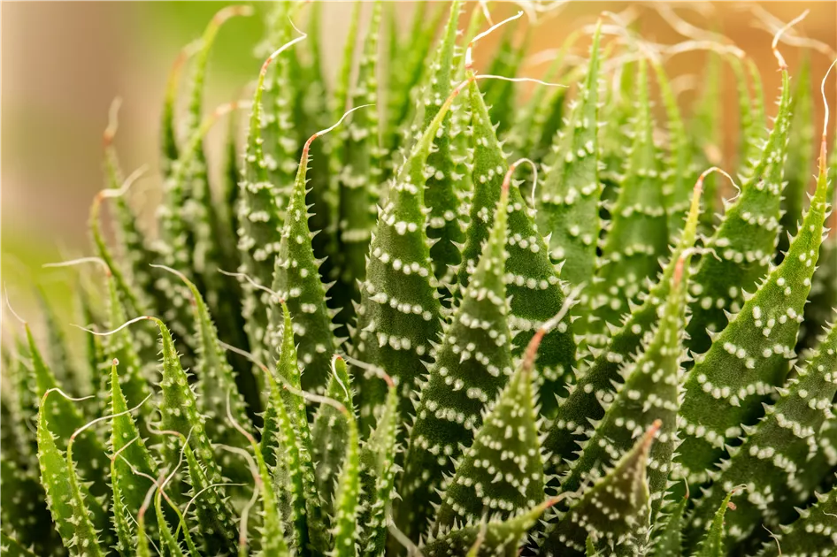 Aloe, Aloe aristata