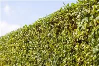 - Mit Heckenpflanzen einen praktischen Sichtschutz schaffen  - Mit Heckenpflanzen einen praktischen Sichtschutz schaffen