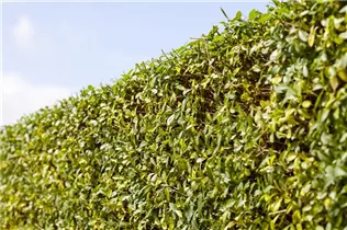 Ligustrum vulgare - Gemeiner Liguster Ligustrum vulgare - Gemeiner Liguster