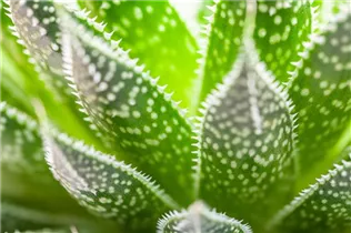 Aloe aristata - Aloe Aloe aristata - Aloe