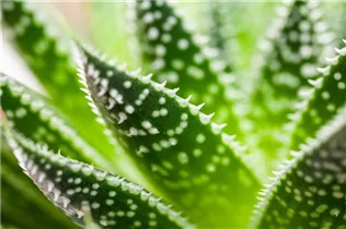 Aloe aristata - Aloe Aloe aristata - Aloe