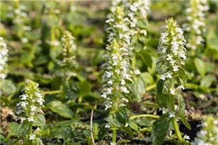 Ajuga reptans 'Alba' - Weißblühender Garten-Günsel 'Alba'