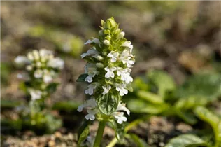 Ajuga reptans 'Alba' - Weißblühender Garten-Günsel 'Alba'
