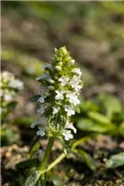 Ajuga reptans 'Alba' - Weißblühender Garten-Günsel 'Alba'