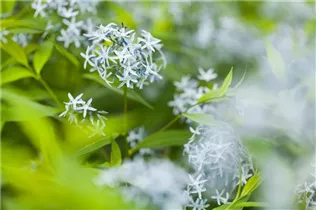 Amsonia tabernaemontana - Gewöhnlicher Röhrenstern