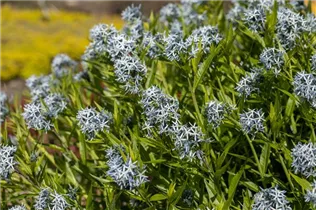 Amsonia tabernaemontana - Gewöhnlicher Röhrenstern