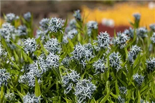 Amsonia tabernaemontana - Gewöhnlicher Röhrenstern