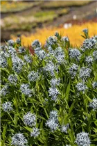 Amsonia tabernaemontana - Gewöhnlicher Röhrenstern