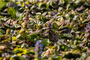 Ajuga reptans 'Braunherz' - Rotblättriger Garten-Günsel 'Braunherz'