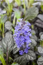 Ajuga reptans 'Braunherz' - Rotblättriger Garten-Günsel 'Braunherz'
