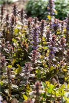 Ajuga reptans 'Braunherz' - Rotblättriger Garten-Günsel 'Braunherz'
