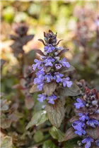 Ajuga reptans 'Braunherz' - Rotblättriger Garten-Günsel 'Braunherz'