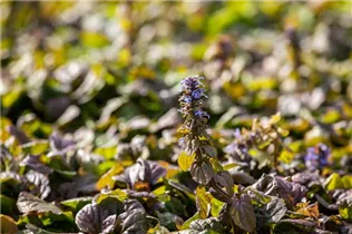 Ajuga reptans 'Braunherz' - Rotblättriger Garten-Günsel 'Braunherz'
