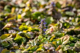 Ajuga reptans 'Braunherz' - Rotblättriger Garten-Günsel 'Braunherz'