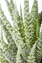 Aloe humilis - Aloe Aloe humilis - Aloe