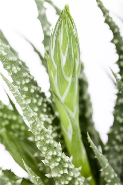 Aloe, Aloe humilis