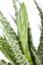 Aloe humilis - Aloe Aloe humilis - Aloe