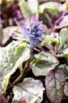Ajuga reptans 'Burgundy Glow' - Garten-Günsel 'Burgundy Glow'