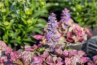 Ajuga reptans 'Burgundy Glow' - Garten-Günsel 'Burgundy Glow'