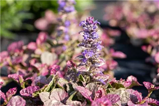 Ajuga reptans 'Burgundy Glow' - Garten-Günsel 'Burgundy Glow'