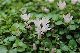 Anagallis tenella - Zarter Gauchheil Anagallis tenella - Zarter Gauchheil