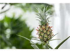 Ananas comosus 'Corona' - Ananas 'Corona' Ananas comosus 'Corona' - Ananas 'Corona'