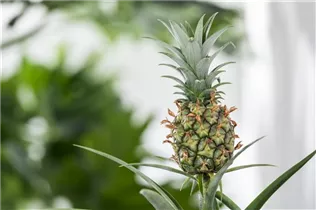 Ananas comosus 'Corona' - Ananas 'Corona' Ananas comosus 'Corona' - Ananas 'Corona'