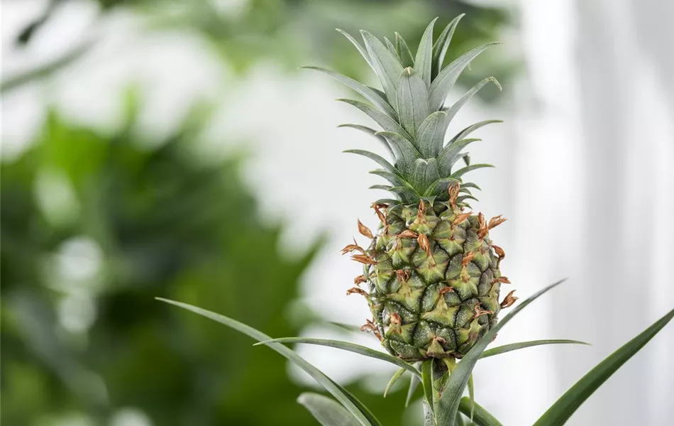 Ananas comosus 'Corona'
