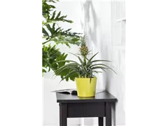 Ananas 'Sol' - Zierananas 'Sol' Ananas 'Sol' - Zierananas 'Sol'