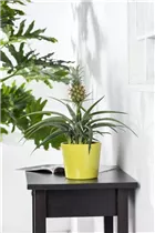 Ananas comosus 'Corona' - Ananas 'Corona' Ananas comosus 'Corona' - Ananas 'Corona'