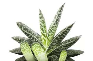 Aloe variegata - Tigeraloe Aloe variegata - Tigeraloe