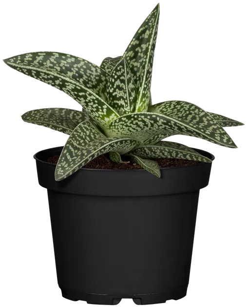 aloe vera gegen alterswarzen Hübner main image 0
