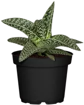 Aloe variegata 'Magic' - Aloe 'Magic' Aloe variegata 'Magic' - Aloe 'Magic'