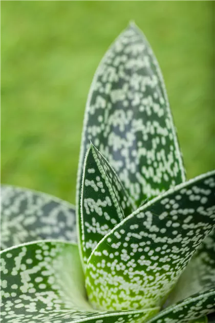 a'luna aloe vera Under Luna main image 1