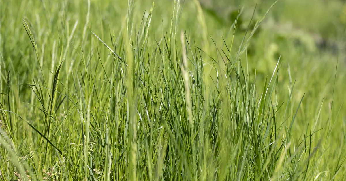  - Ob Natur- oder Steingarten: Gräser werten jeden Garten auf