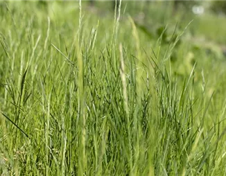 Ob Natur- oder Steingarten: Gräser werten jeden Garten auf