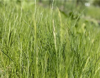 Ob Natur- oder Steingarten: Gräser werten jeden Garten auf