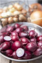 Allium cepa, rot - Rote Küchen-Zwiebel Allium cepa, rot - Rote Küchen-Zwiebel